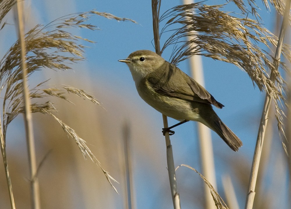 Common Chiffchaff (Common) - ML206028081