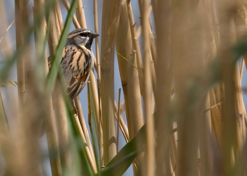 Dead Sea Sparrow - ML206028111