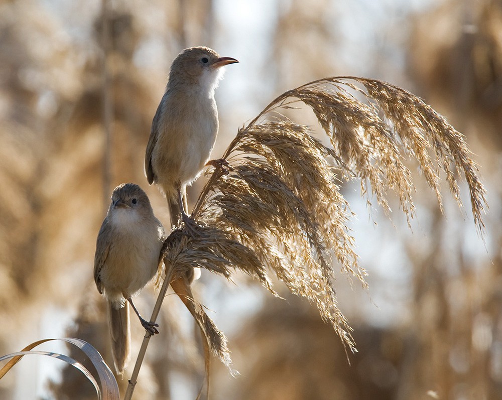 Iraq Babbler - ML206028161