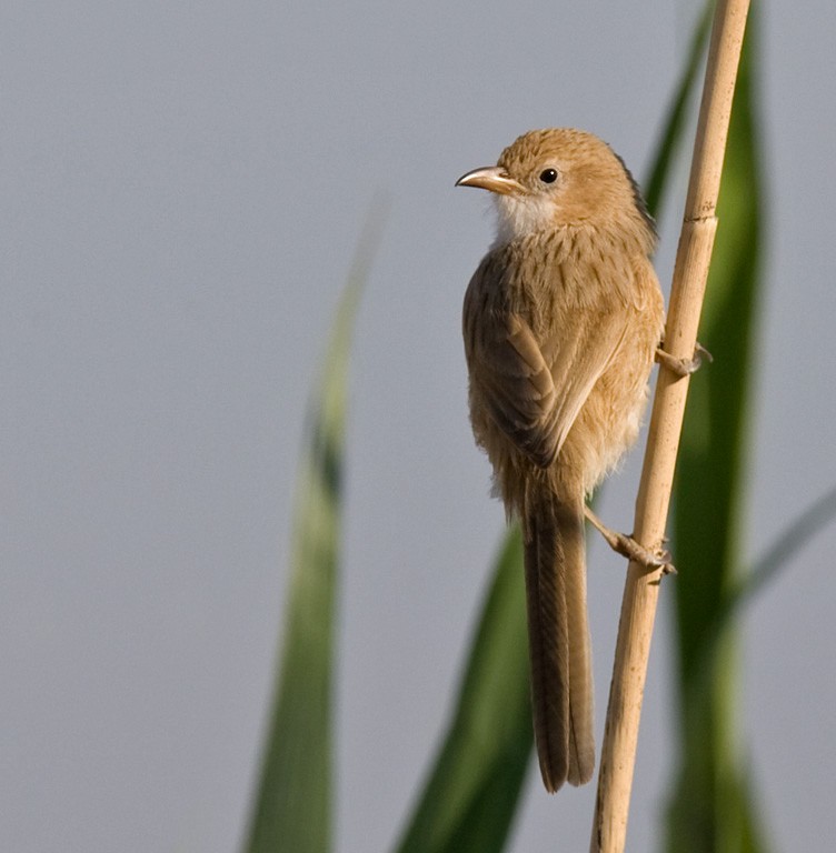 Iraq Babbler - Lars Petersson | My World of Bird Photography