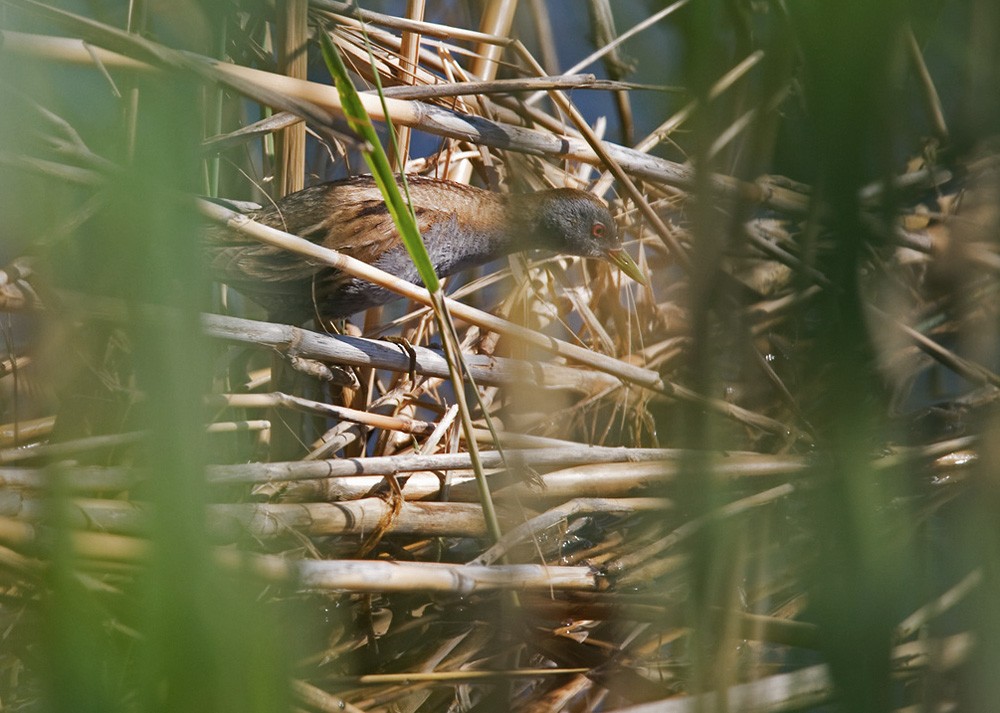 Little Crake - ML206028211