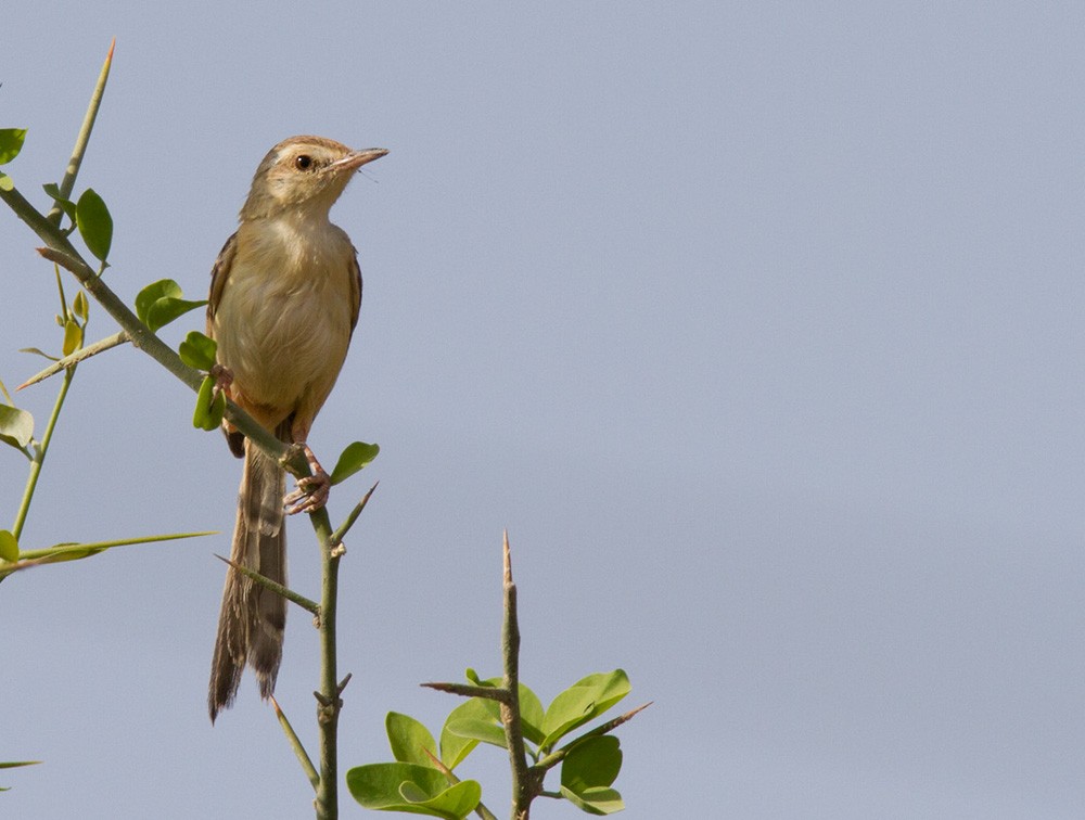 Prinia Fluvial - ML206028291