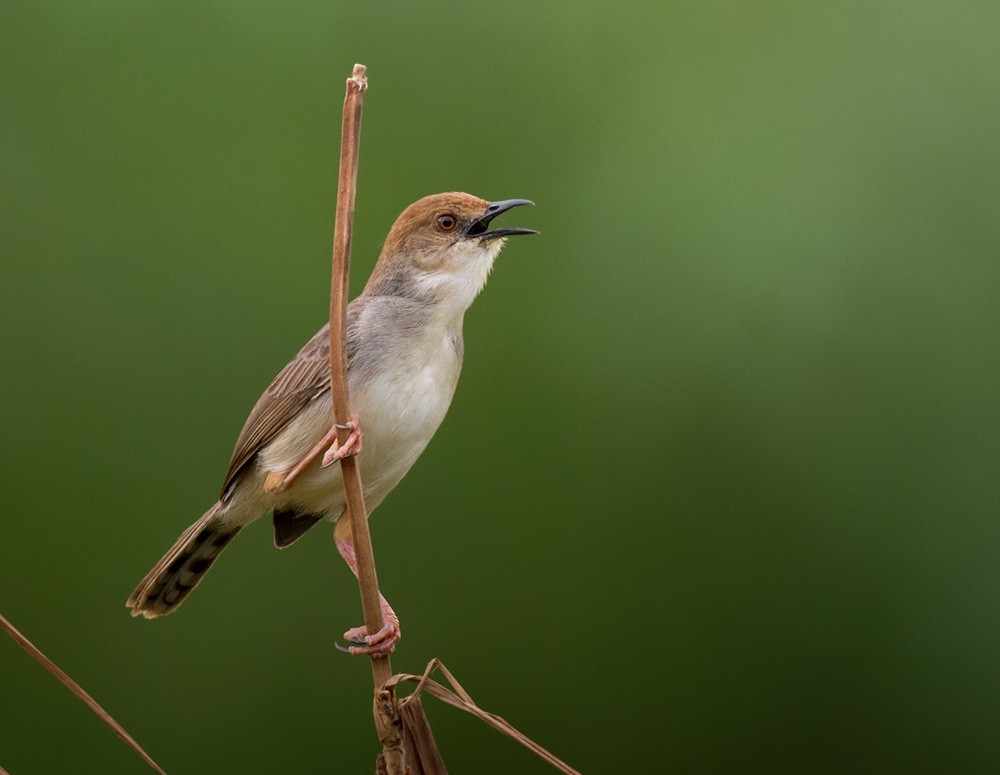 Chattering Cisticola - Lars Petersson | My World of Bird Photography