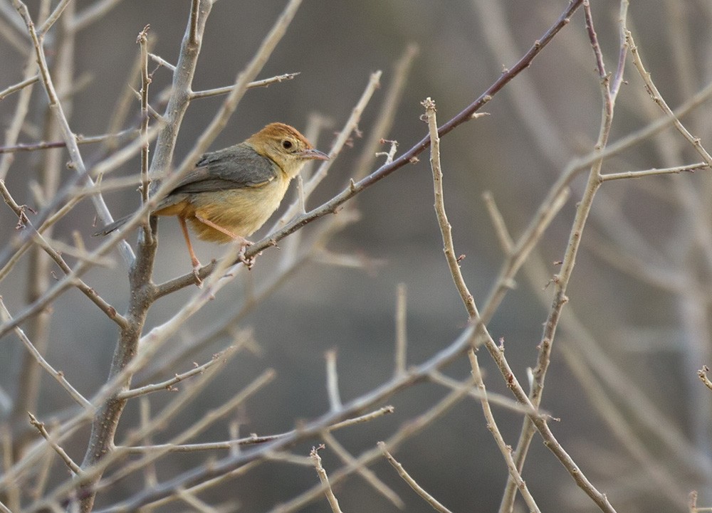 Rock-loving Cisticola (Rock-loving) - ML206028341