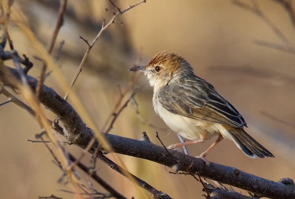 Red-pate Cisticola - ML206028391