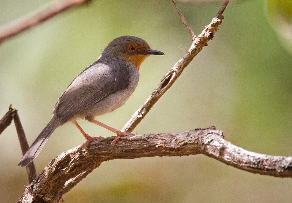 Bamenda Apalis - Lars Petersson | My World of Bird Photography