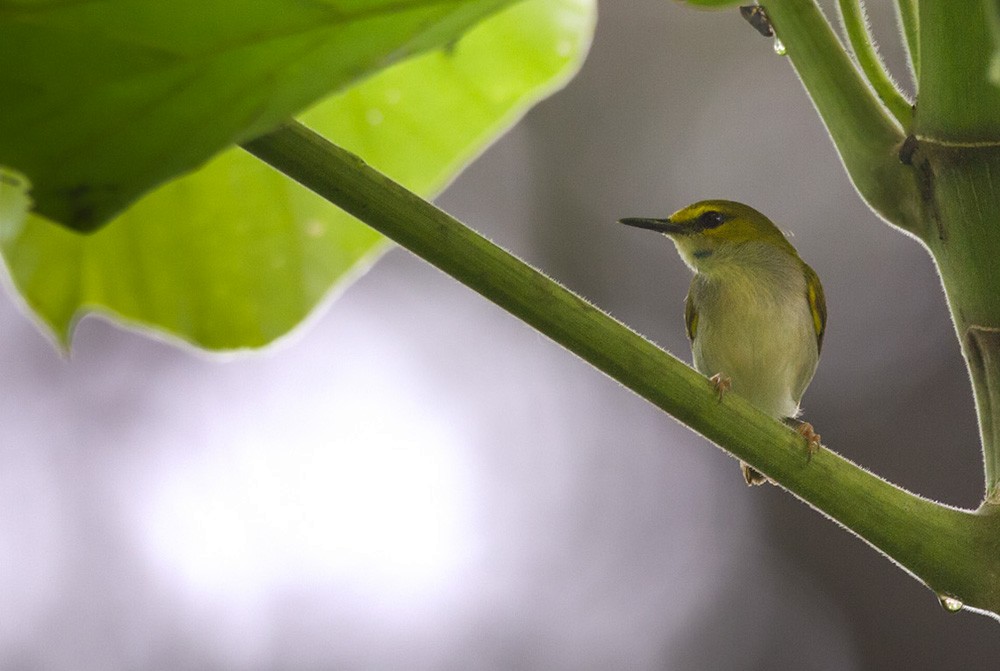 Yellow-browed Camaroptera - ML206028421