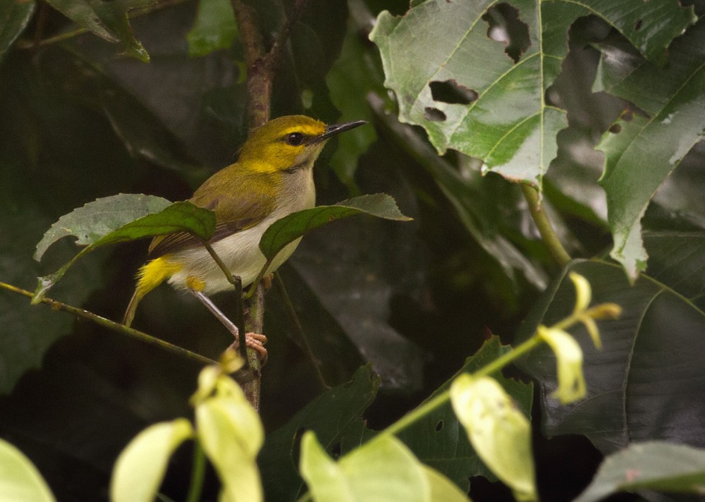 Yellow-browed Camaroptera - ML206028431