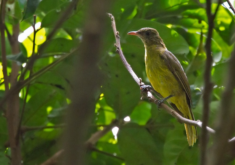 Golden Greenbul - Lars Petersson | My World of Bird Photography