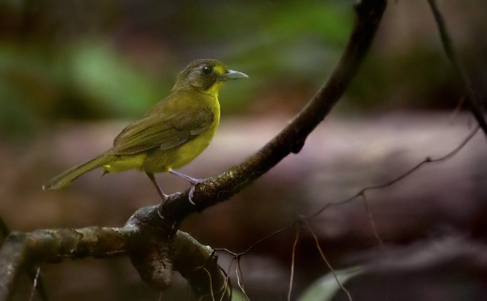 Lesser Bristlebill (Brown-eyed) - ML206028471