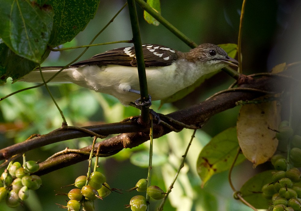 Spotted Greenbul - Lars Petersson | My World of Bird Photography