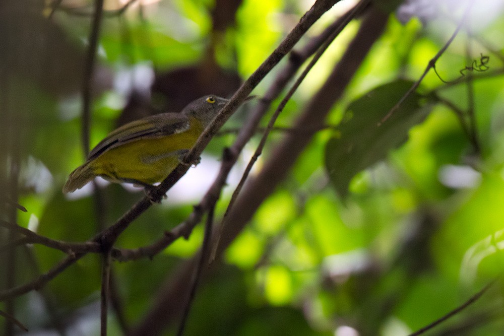 Yellow Longbill - ML206028531