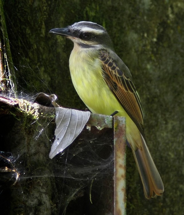 Golden-bellied Flycatcher - ML206028611