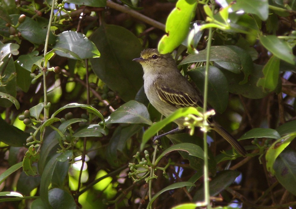 Тиран-малюк жовтощокий (підвид minimus/cumanensis) - ML206028631