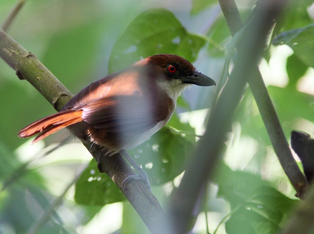 Great Antshrike - ML206028651