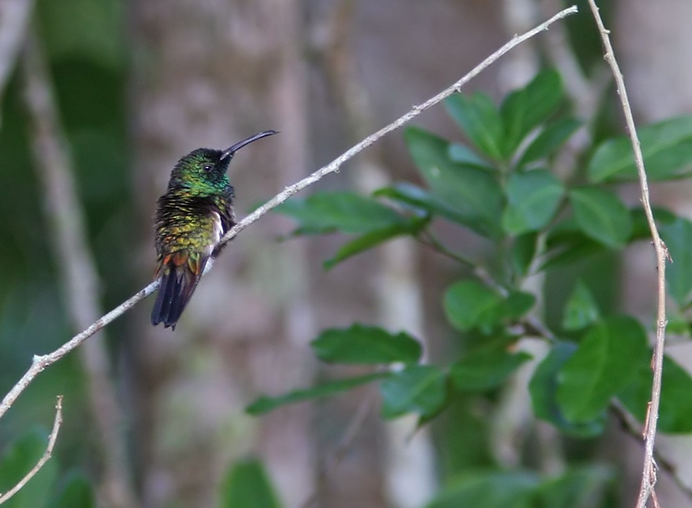 Green-throated Mango - ML206028741