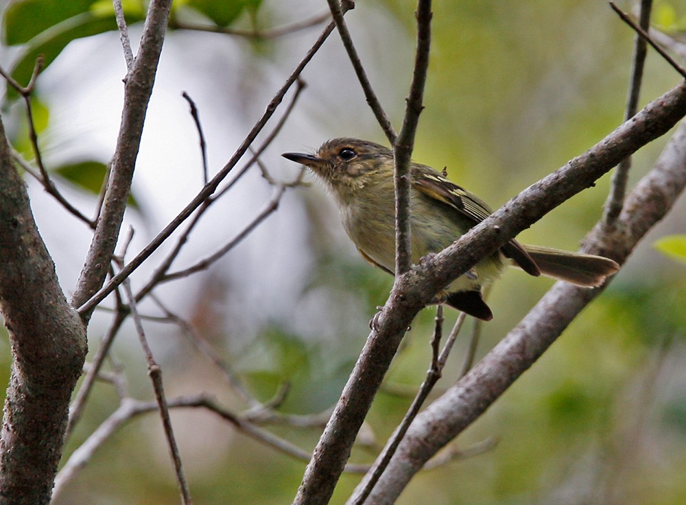 Bahia Tyrannulet - Lars Petersson | My World of Bird Photography