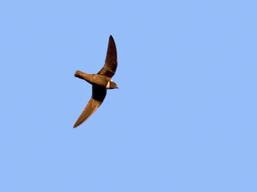 Biscutate Swift - Lars Petersson | My World of Bird Photography