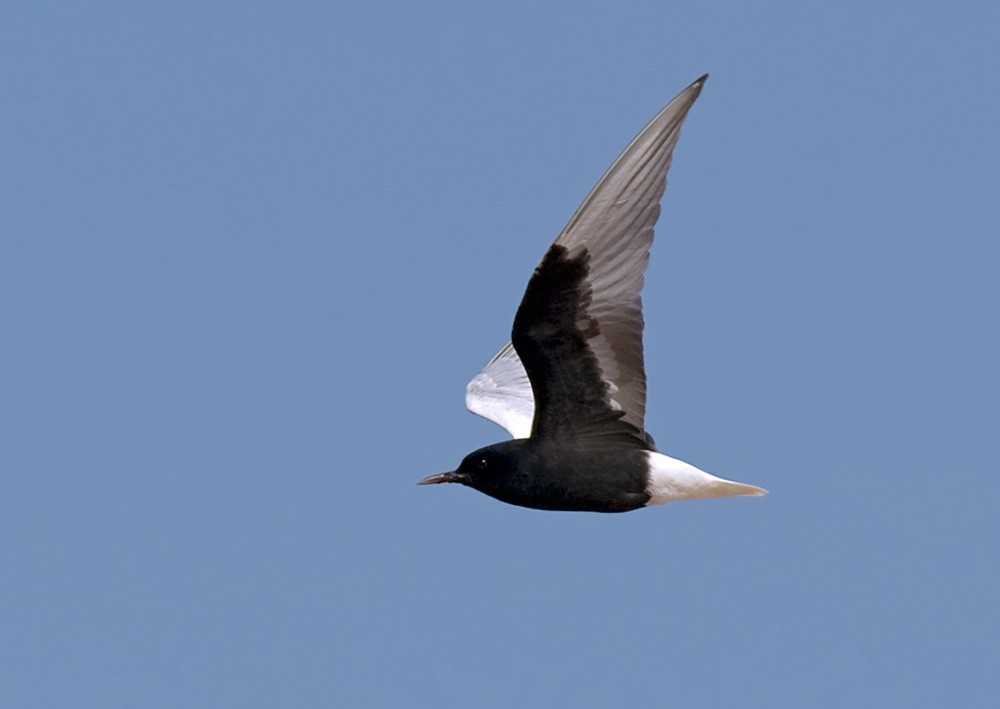 White-winged Tern - Lars Petersson | My World of Bird Photography