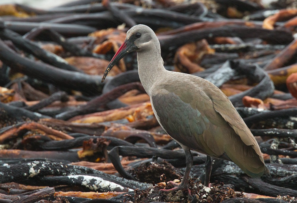 Hadada Ibis - Lars Petersson | My World of Bird Photography