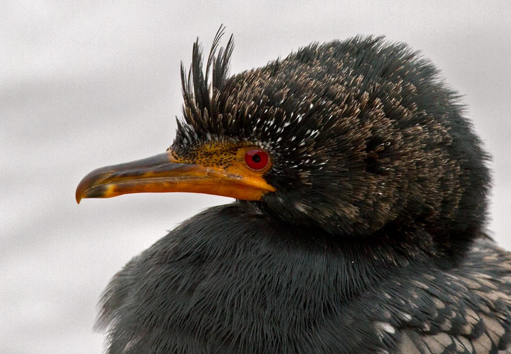 Cormorán Africano - ML206029331