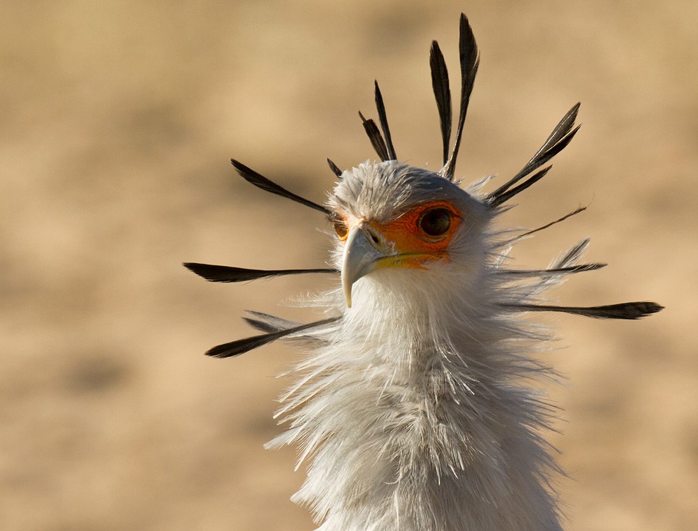 Secretarybird - ML206029351