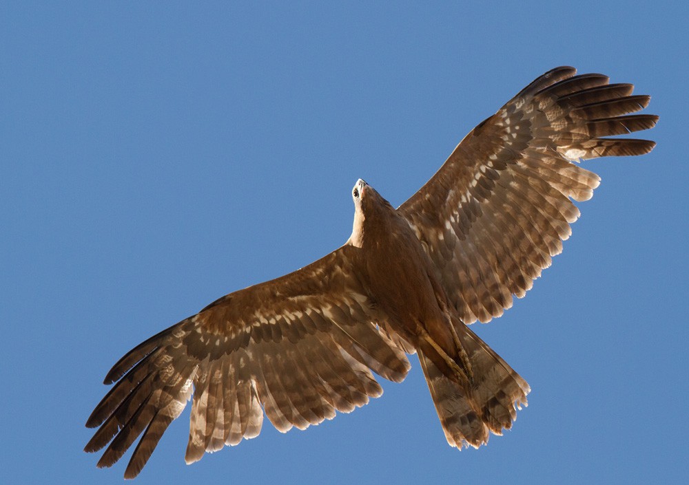 African Harrier-Hawk - ML206029361