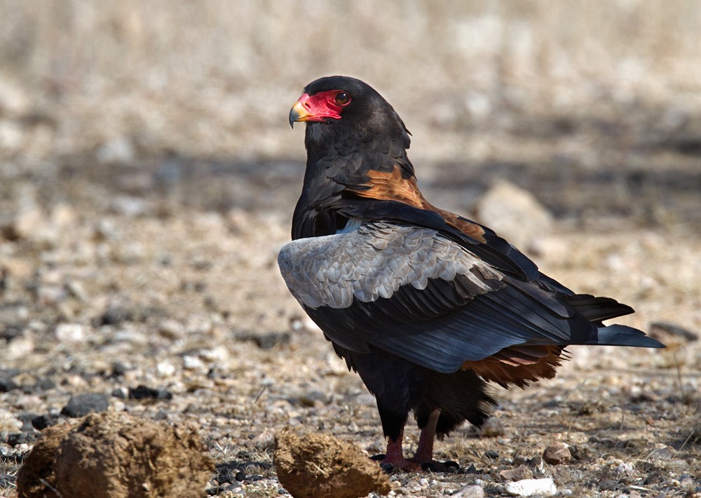 Águila Volatinera - ML206029371