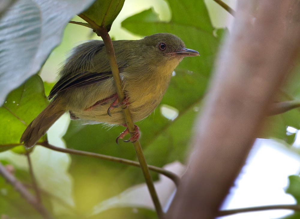 Gray Longbill - Lars Petersson | My World of Bird Photography
