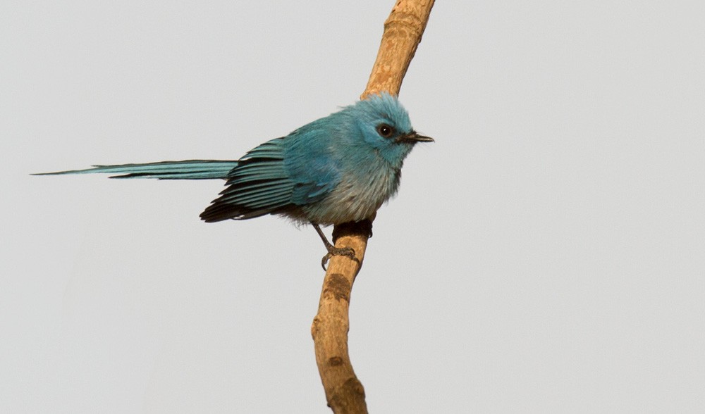 African Blue Flycatcher - ML206029481