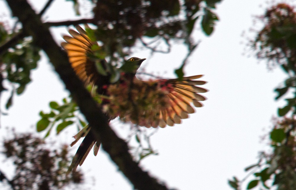 Narrow-tailed Starling - ML206029491