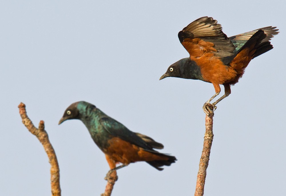Chestnut-bellied Starling - ML206029531