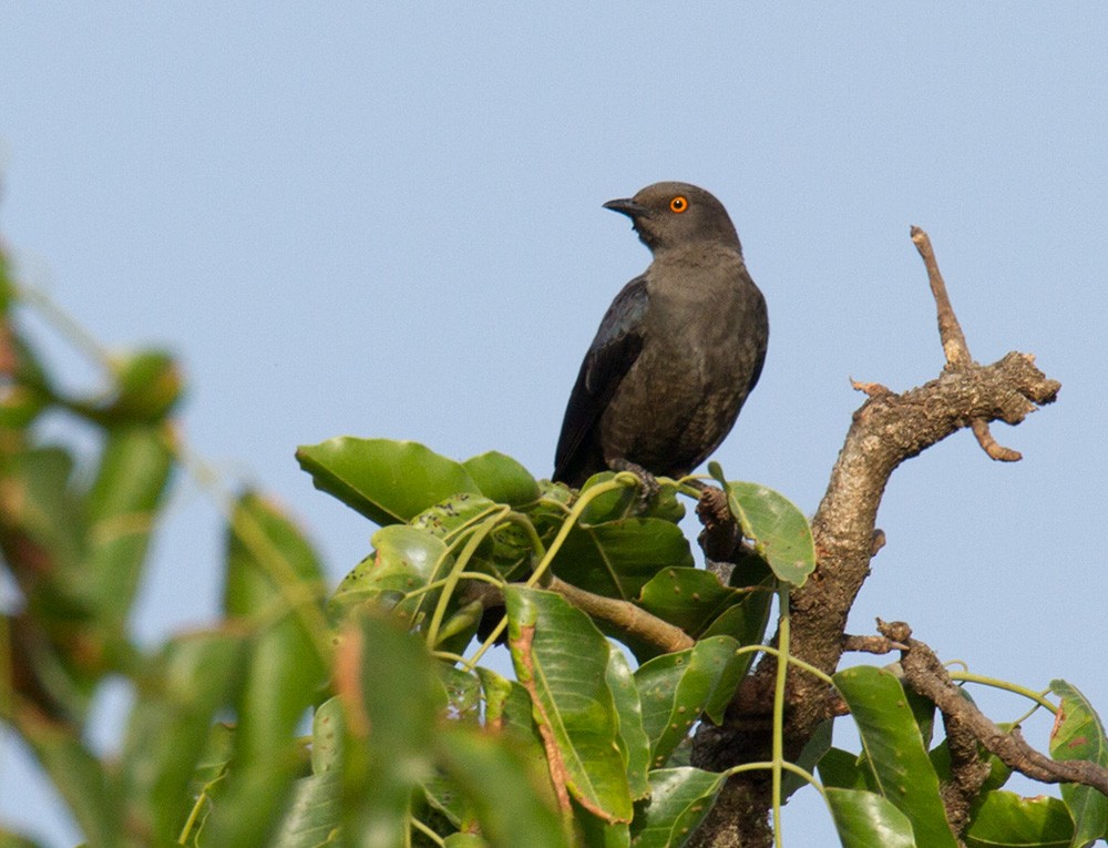 White-collared Starling - ML206029551