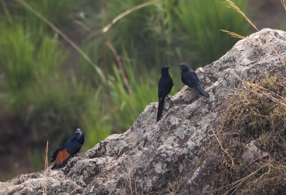 Neumann's Starling - Lars Petersson | My World of Bird Photography