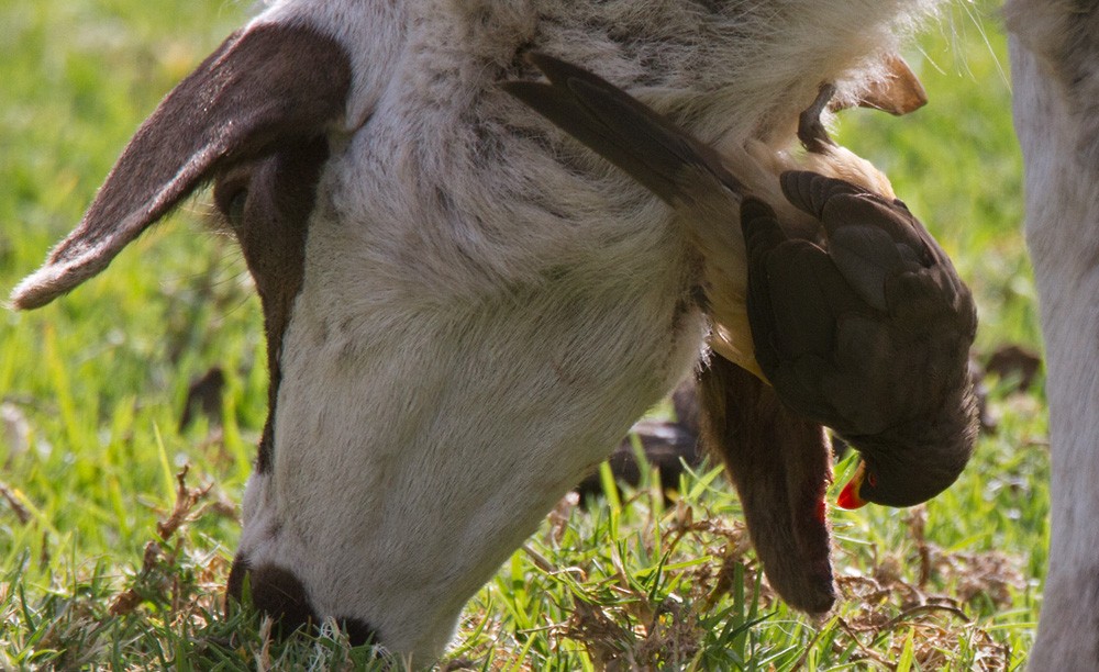 Yellow-billed Oxpecker - ML206029581