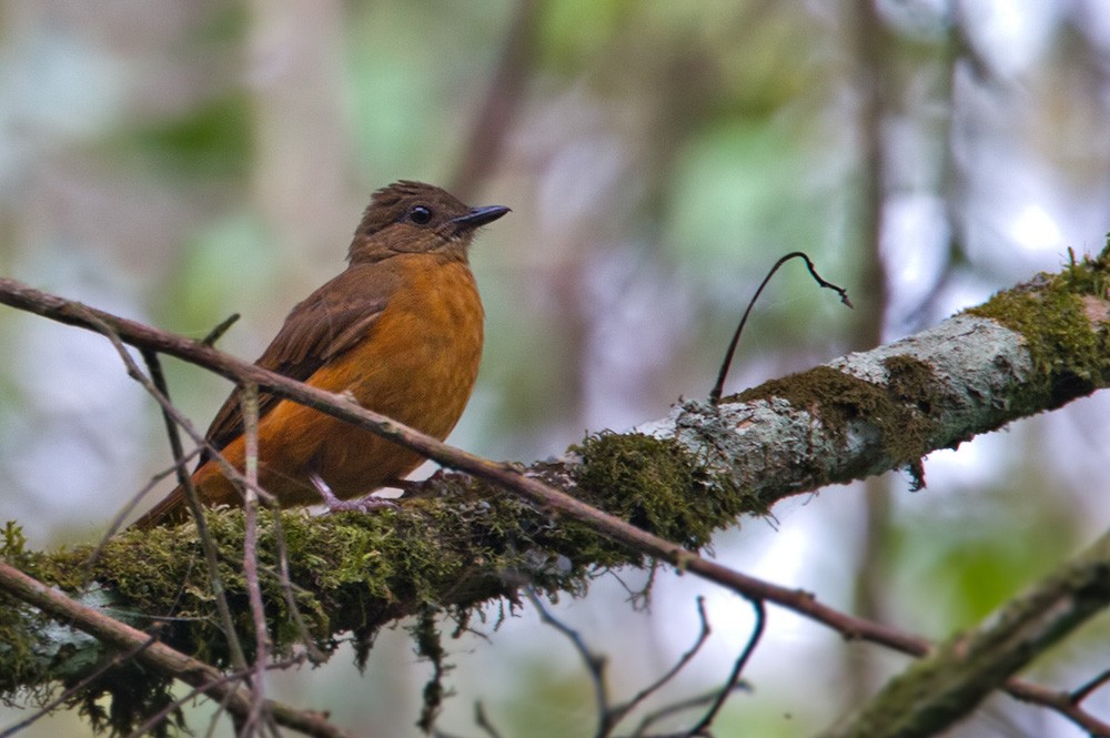 Rufous Flycatcher-Thrush - Lars Petersson | My World of Bird Photography