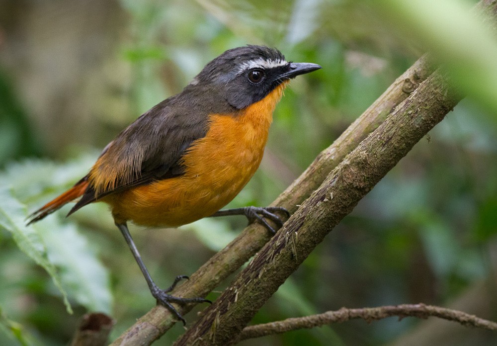 Mountain Robin-Chat (Mountain) - Lars Petersson | My World of Bird Photography