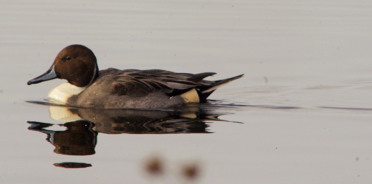 Northern Pintail - Judith Davis