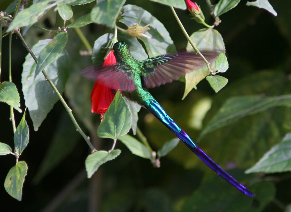 Long-tailed Sylph - ML206029761