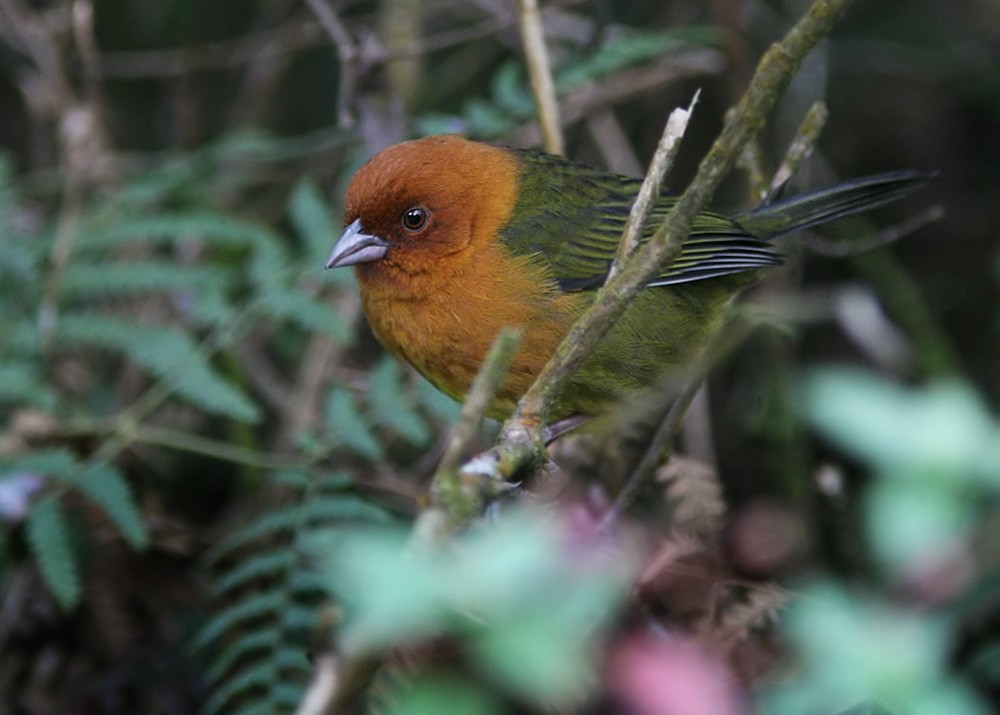 Ochre-breasted Brushfinch - ML206029801