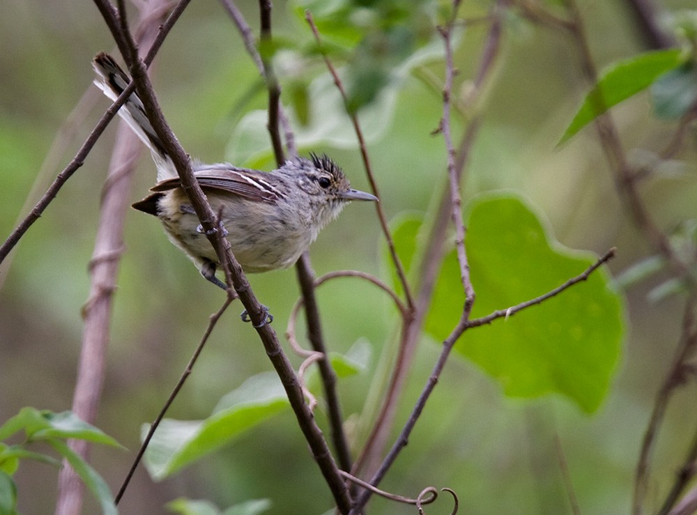 Caatinga Antwren - Lars Petersson | My World of Bird Photography