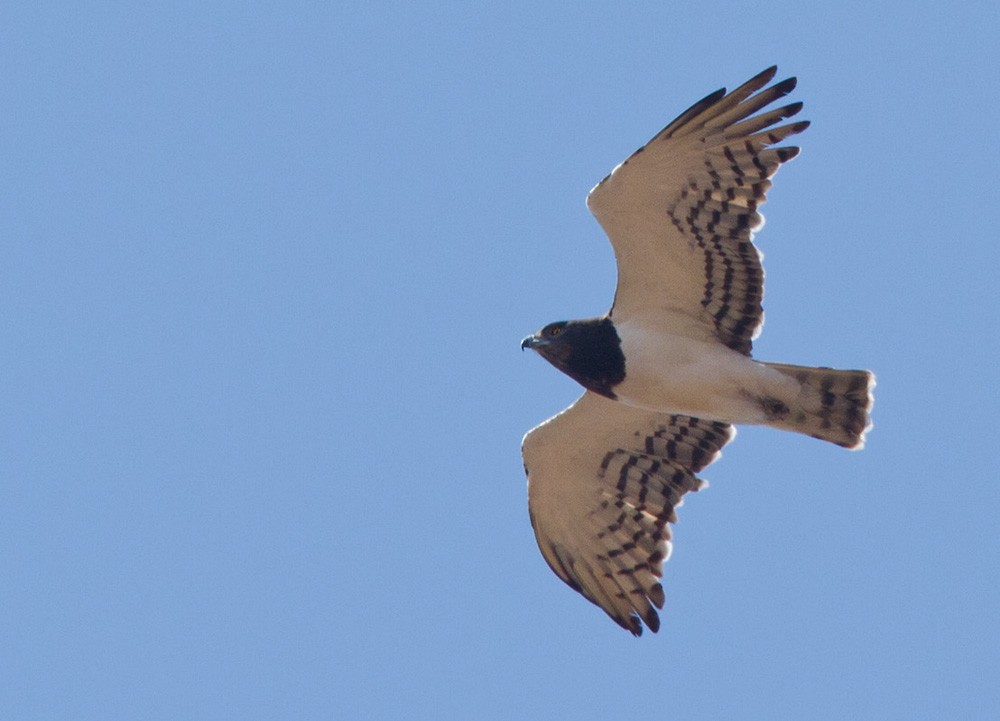 Black-chested Snake-Eagle - ML206030251