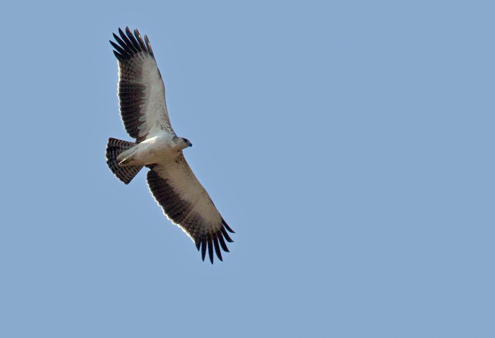 Martial Eagle - Lars Petersson | My World of Bird Photography