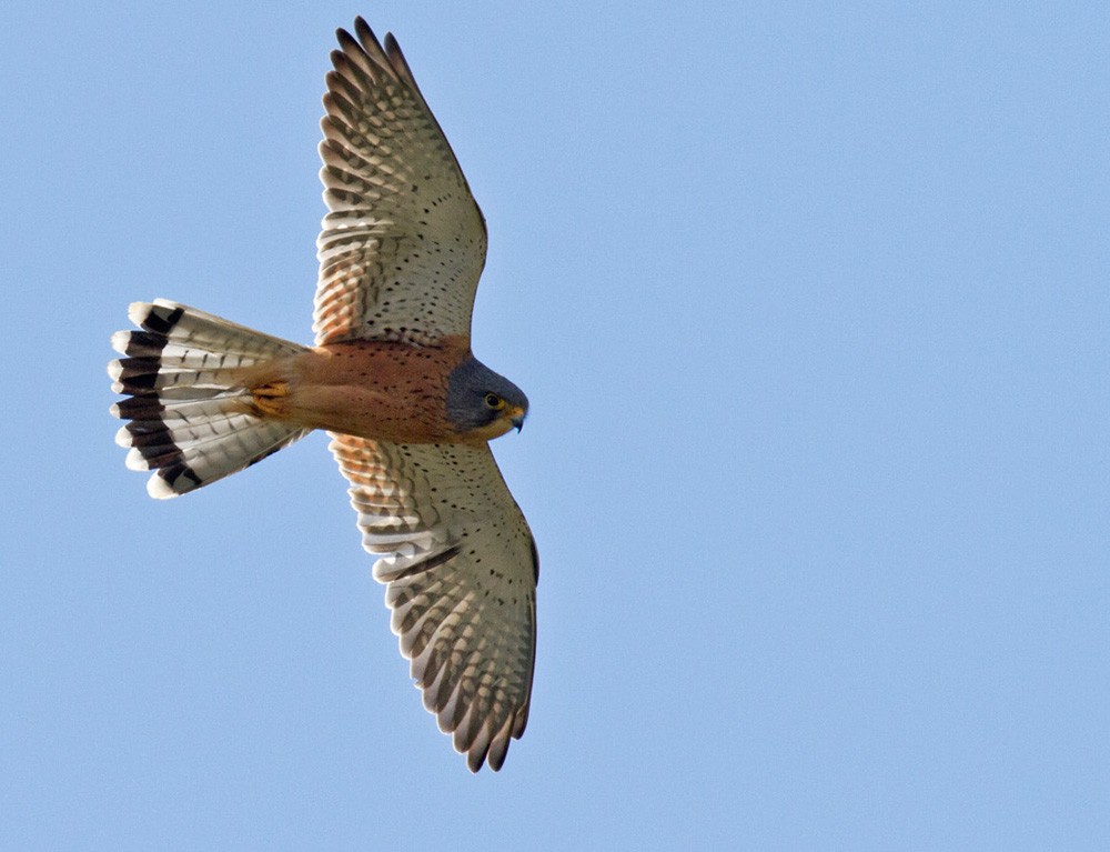 Rock Kestrel - ML206030431