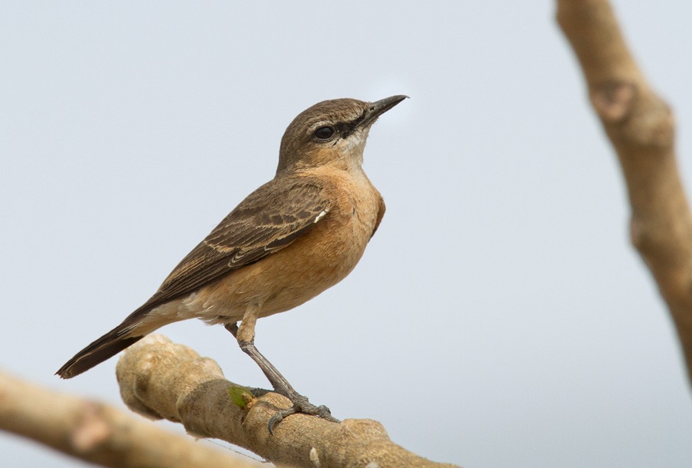 Heuglin's Wheatear - Lars Petersson | My World of Bird Photography