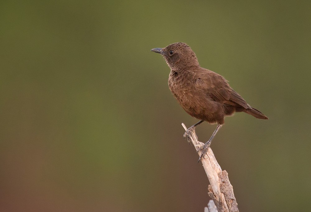 Northern Anteater-Chat - ML206030541