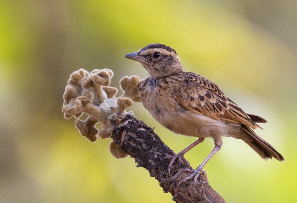 Sun Lark - Lars Petersson | My World of Bird Photography