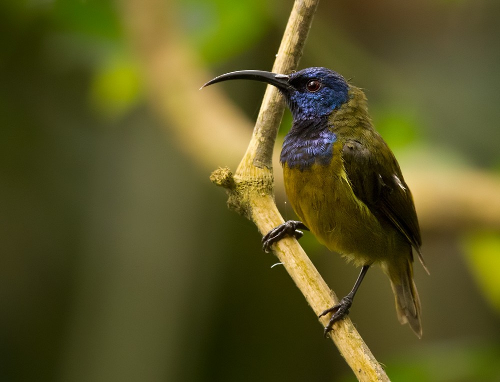 Blaukopf-Nektarvogel (oritis) - ML206030621