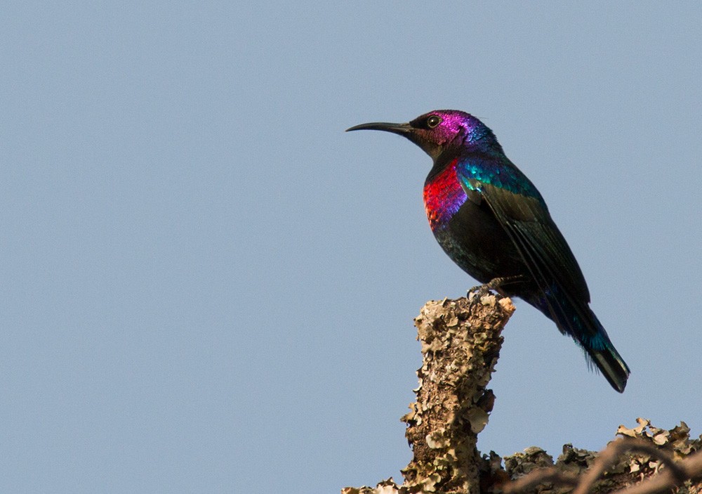 Splendid Sunbird - Lars Petersson | My World of Bird Photography