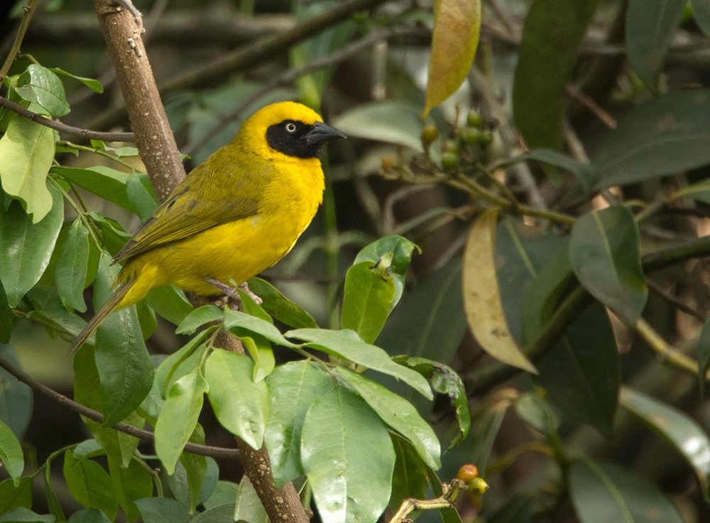 Bannerman's Weaver - Lars Petersson | My World of Bird Photography